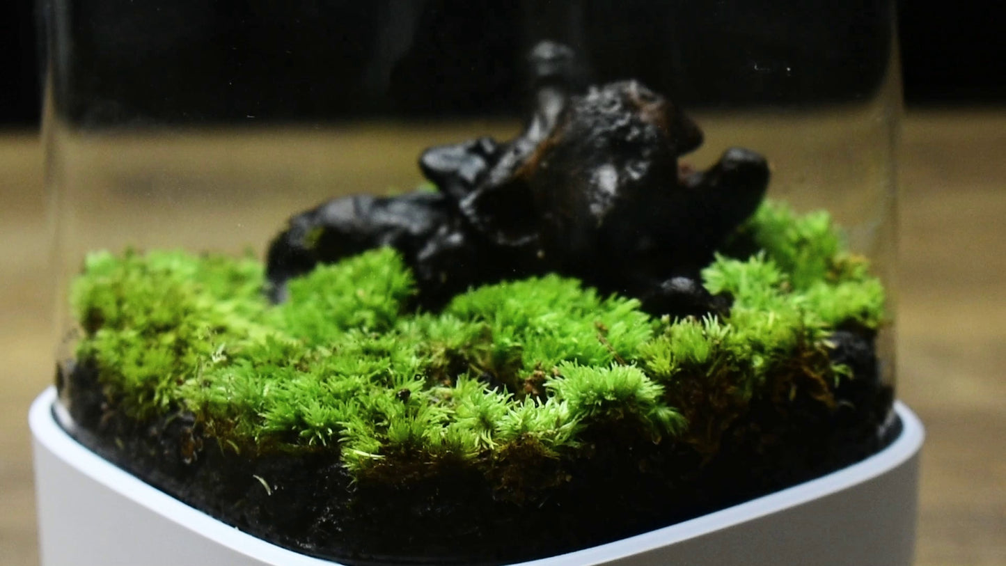 Bonsai tank