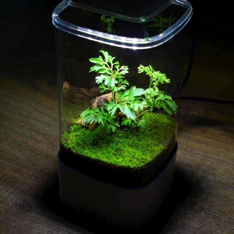 Bonsai tank