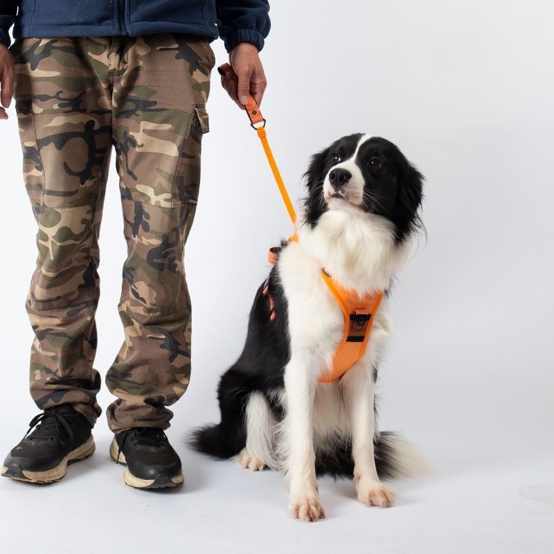 Puppy Pacer Harness: Leash Magic