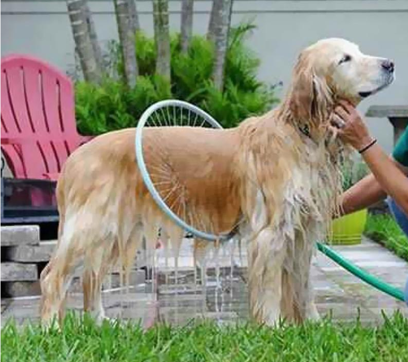 Dog Washer