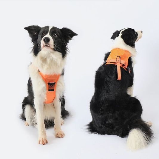 Puppy Pacer Harness: Leash Magic